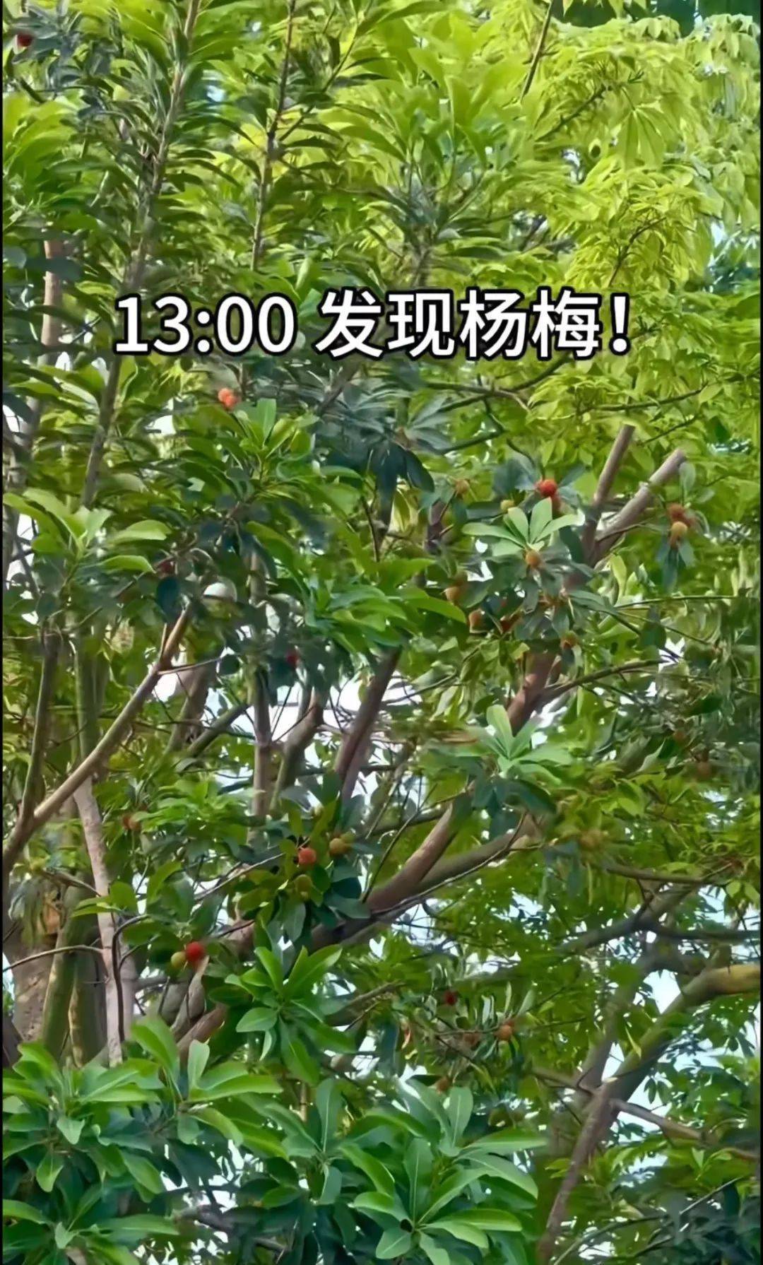 官方回应“网传深圳北站中心公园可以摘杨梅”