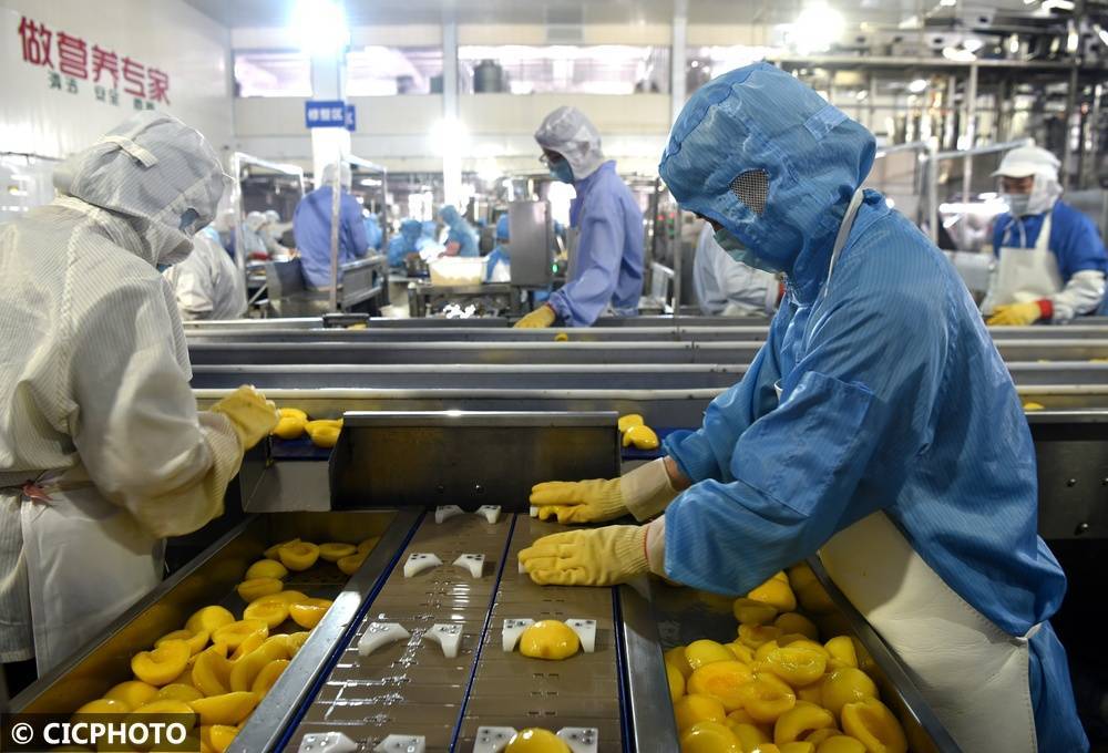 河北石家庄：优质原料有保障 黄桃罐头生产忙