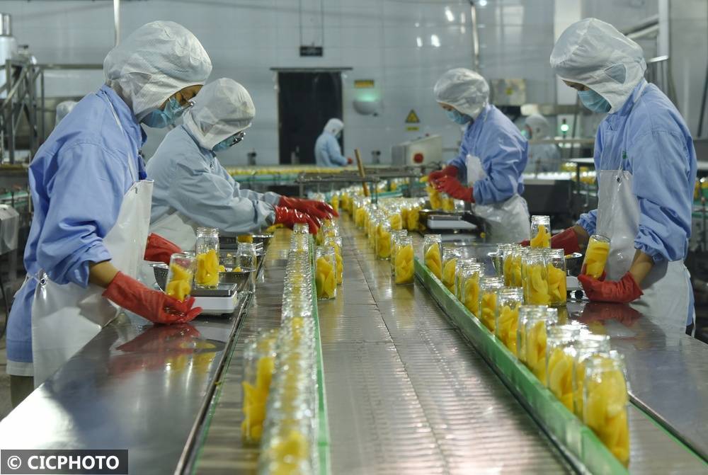 河北石家庄：优质原料有保障 黄桃罐头生产忙