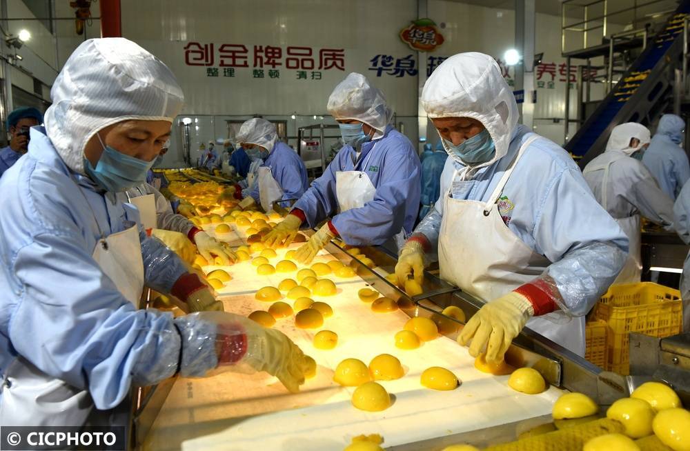 河北石家庄：优质原料有保障 黄桃罐头生产忙
