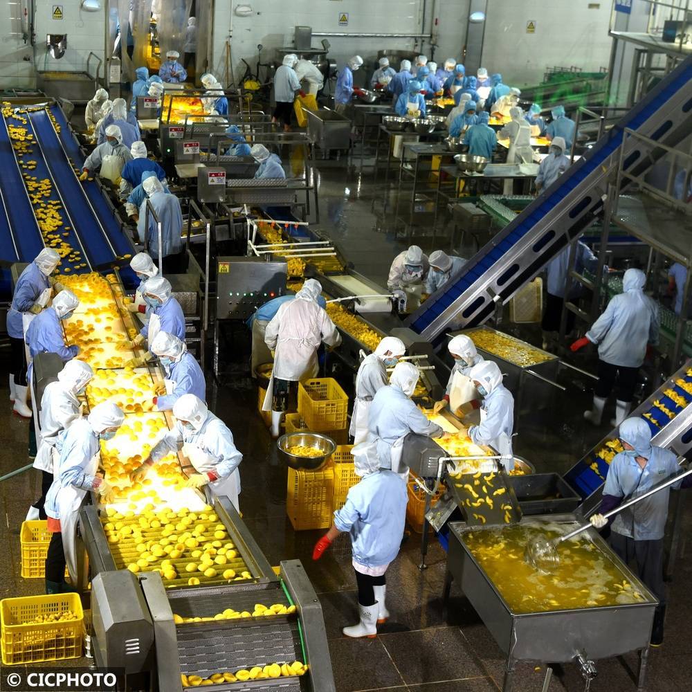 河北石家庄：优质原料有保障 黄桃罐头生产忙